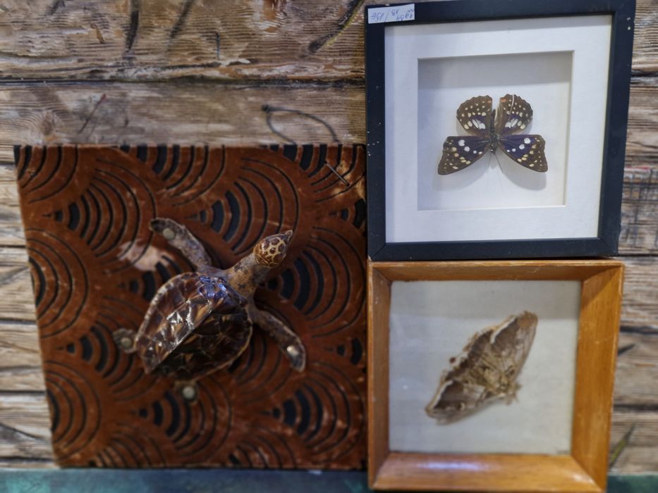 Кожи лисица естествени и други