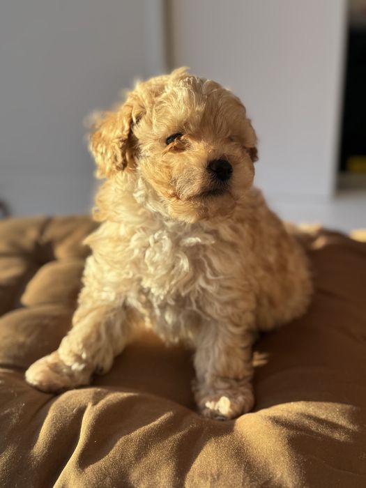 Щенок той-пудель, мальчик