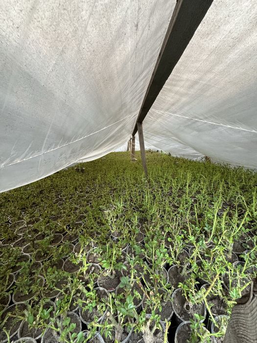 Роза, Виноград Саженцы