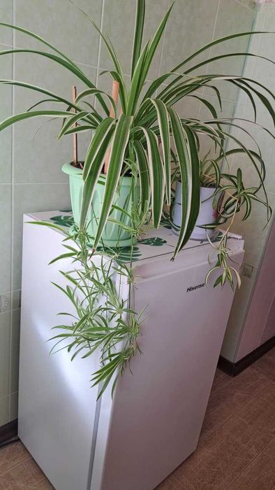 Комнатные растения