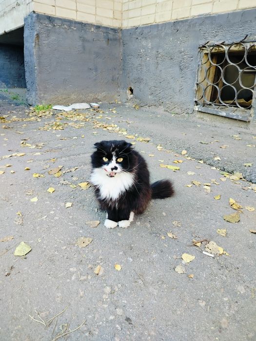 Очень красивый шотландец