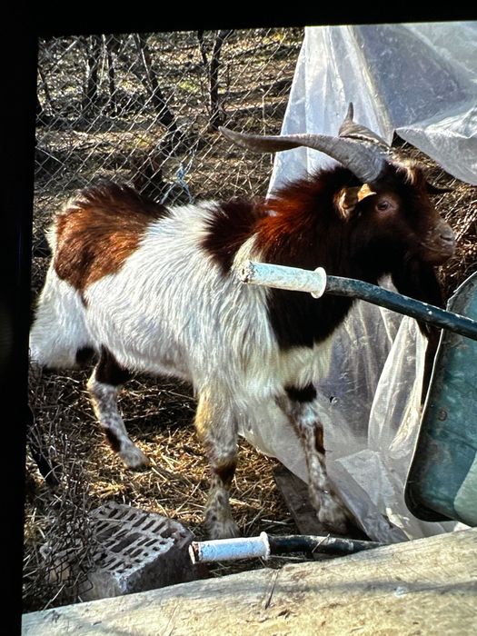 Țap deosebit boer cu alpin francez