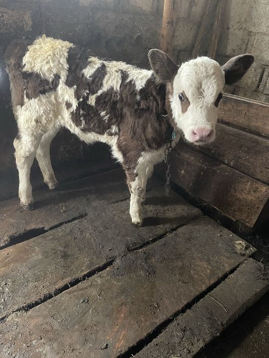 Vand vitica de 10 zile