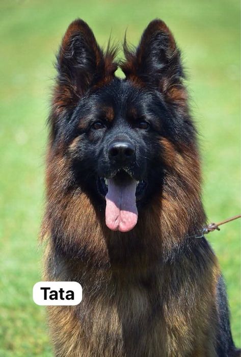 Pui Ciobanesc German