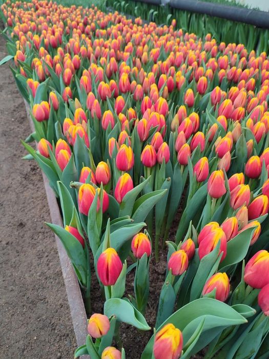 Тюльпаны к 8 марта