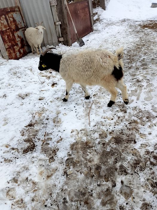 Малдануға жақсы ешкі, занен шатыс
