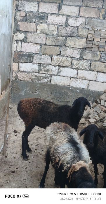 3 қой сатылады мал ауылдан келген