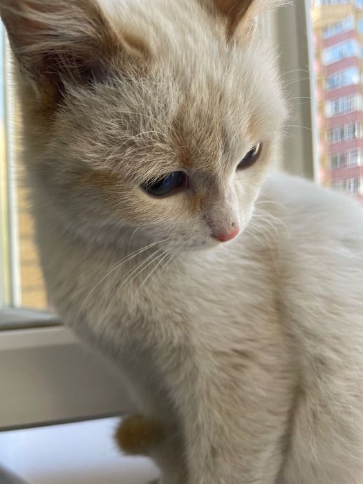 Отдам котенка даром