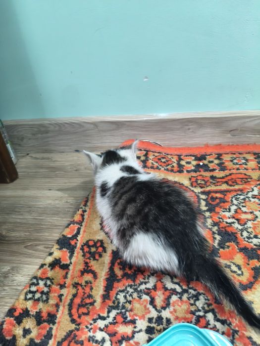 Котёнок (девочка)