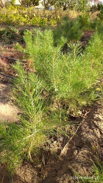 Продаю Саженцы Сосны.