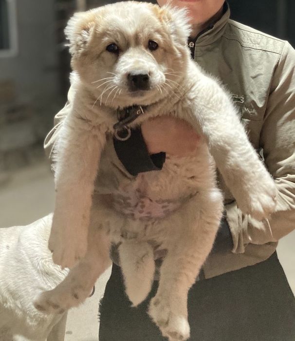 Алабай күшік (төбет)