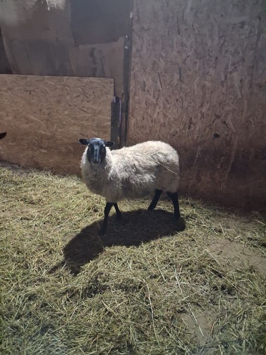 Vind mioara rasa Romanov