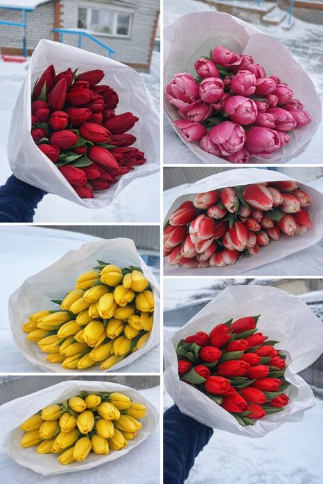 Продам тюльпаны белорусские