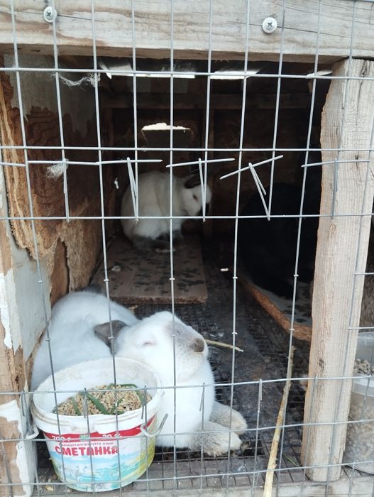 Продам кроликов домашних