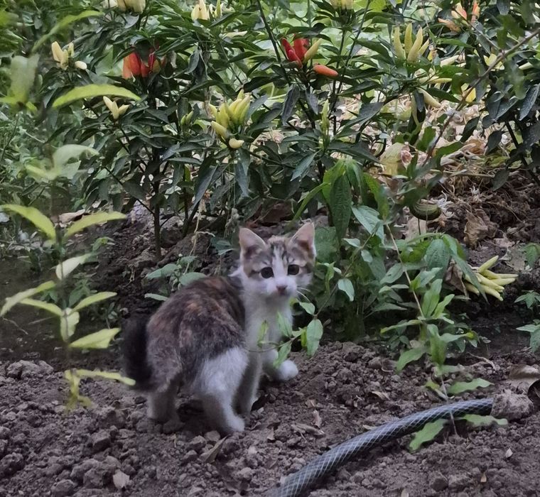 Бесплатно отдаём котёнка девочку в добрые руки