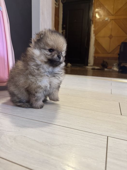 Шенки породы шпиц