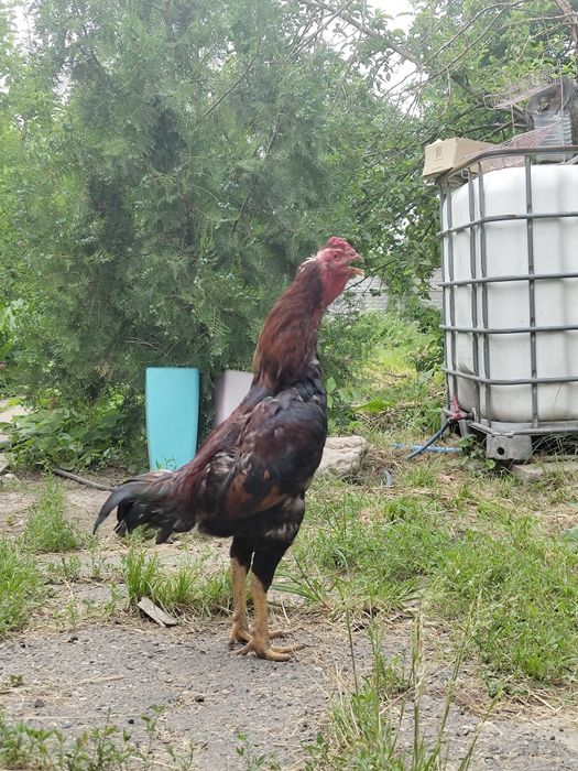 Продам петуха дакана
