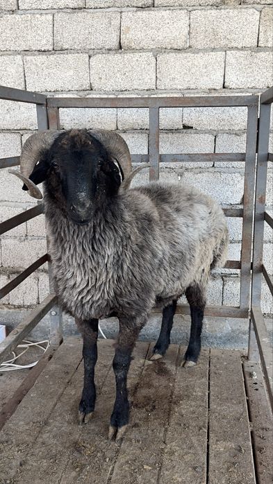 Qo‘y so‘yish xizmati – 61 kg, 5,800,000mln (hammasi ichida)