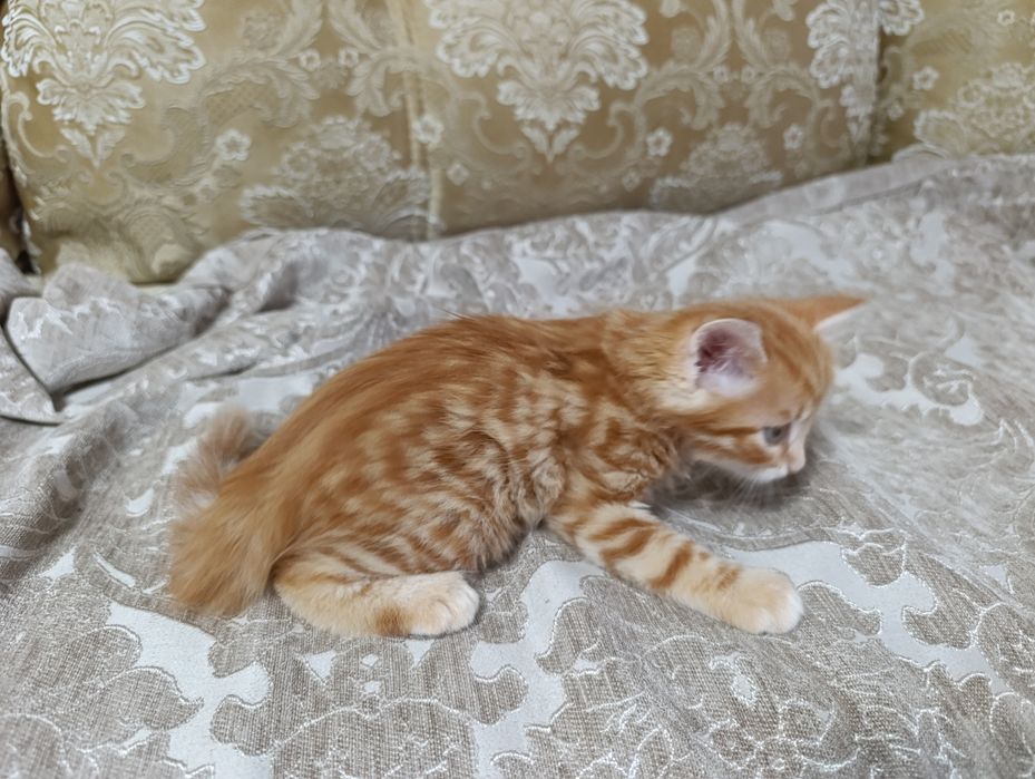 Котята отдам в добрые руки