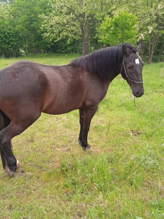 Vând iapă în vârstă de 4 ani