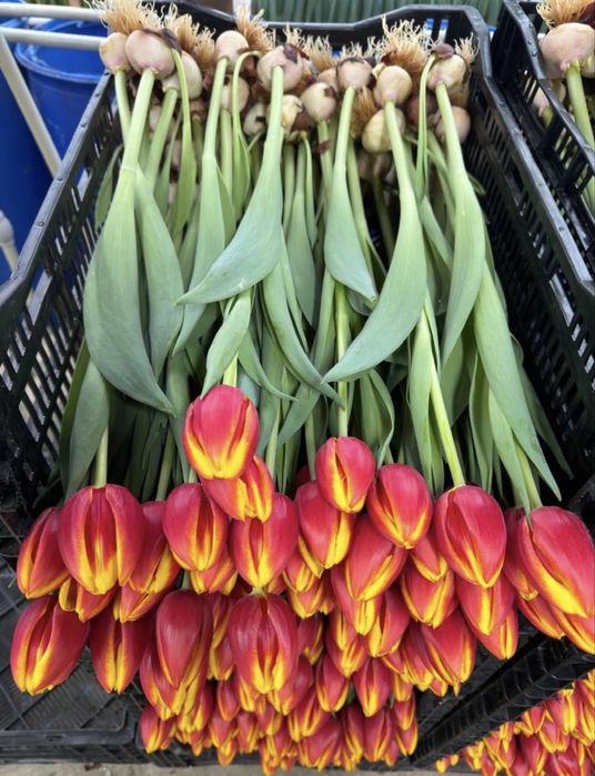 Тюльпаны премиум качество