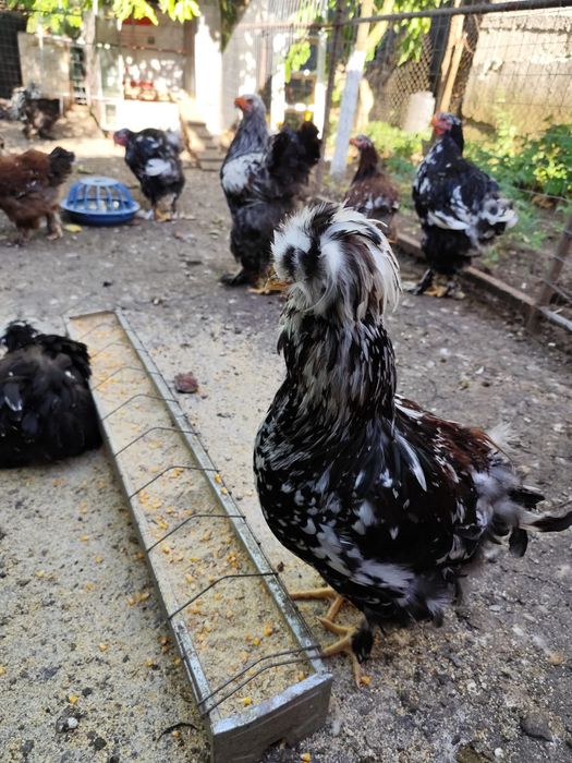 De vânzare, între 2 luni și 4 luni