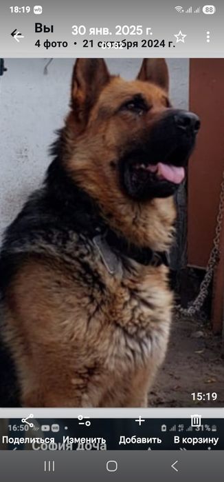 Овчарка для случки