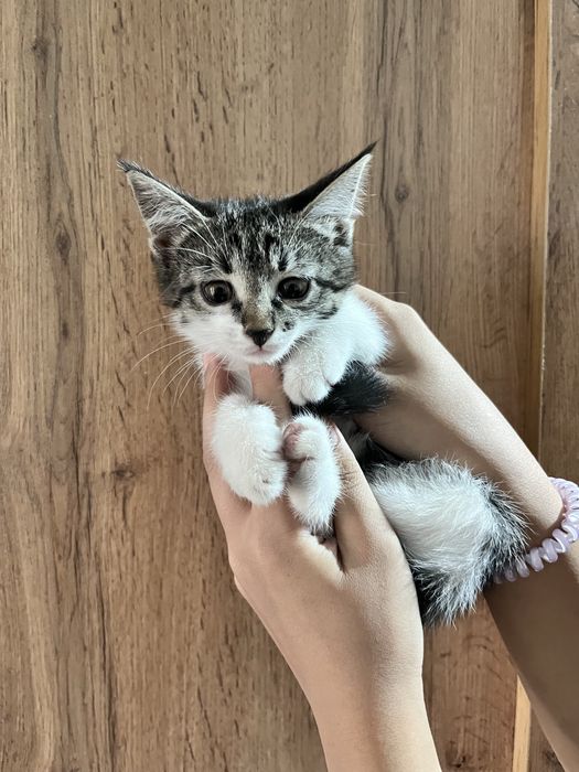 Котенок маленький