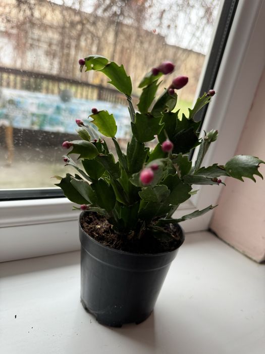 Шлюмбергера декабрист