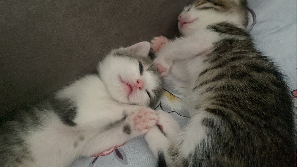 Отдам котят в добрые руки