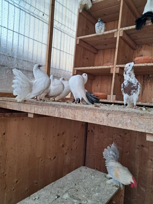 Vând Porumbei de rasă Fauri Albi
