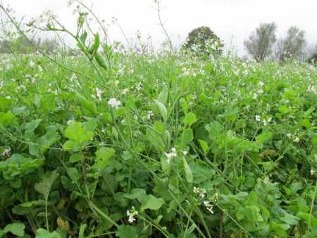 Ridiche furajera oleaginoasa (raphanus sativus) seminte 25 kg