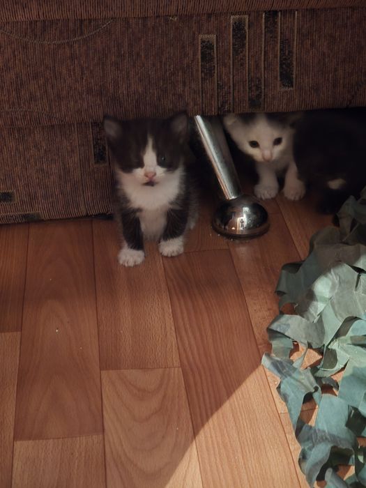 Котята вислоухие в добрые руки