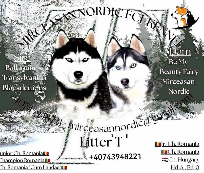 Pui Husky Siberian, părinți multipli campioni!