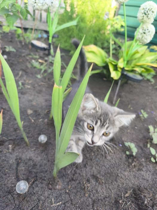 Отдам котят, к лотку причины