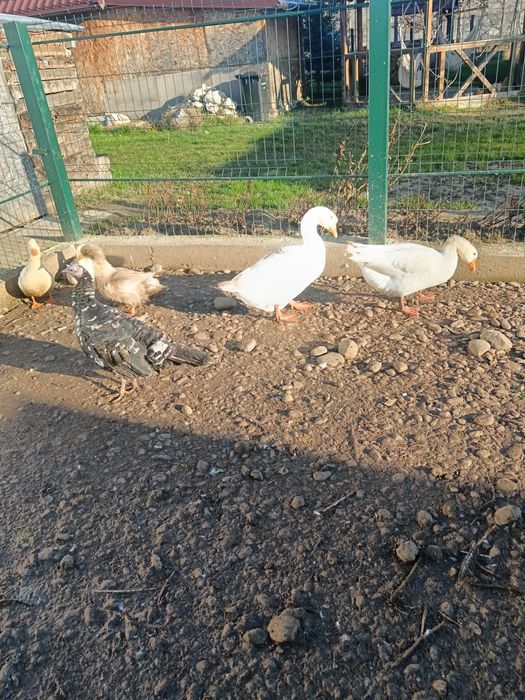 Vând pasari : Rățoi