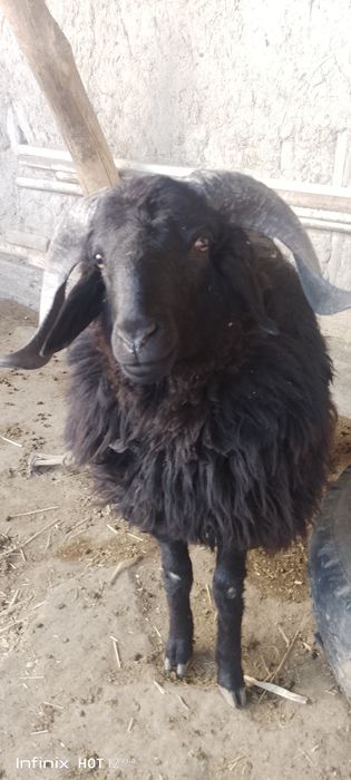 Ular shahvoniy ayollardan qorqishadi