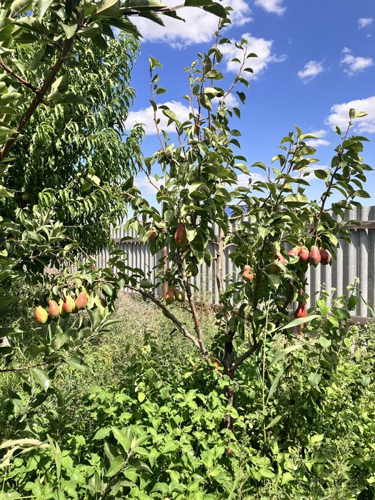 Земельный участок