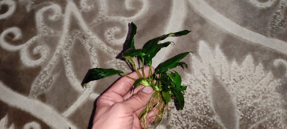 Анубиас узколистный