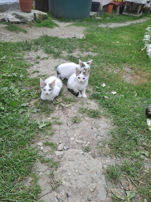 Pisoiași blînzi de vînzare
