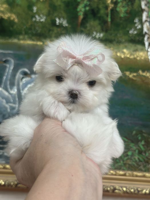 Кукольная малышка мальтезе