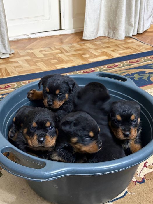 Продаётся щенки ротвейлера 2  месяца