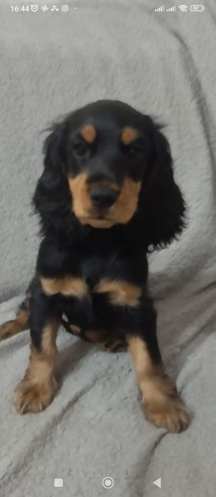 спаниэль девочка 3 месяца