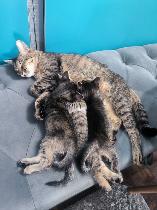 Продаем котят крыселовов