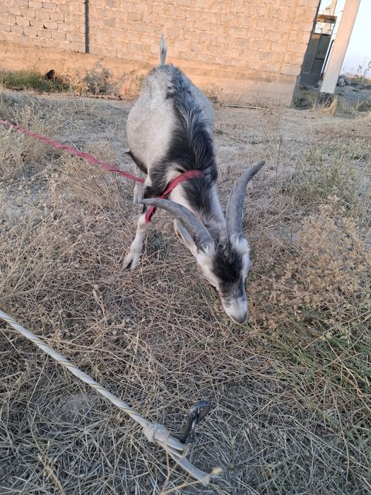 Англо нубиский коза