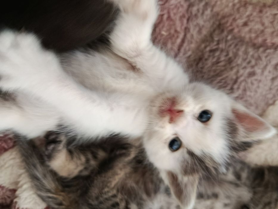 Продам скоттиш страйт котенка