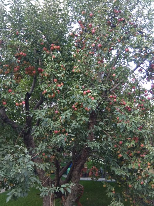 Продам яблочный сок