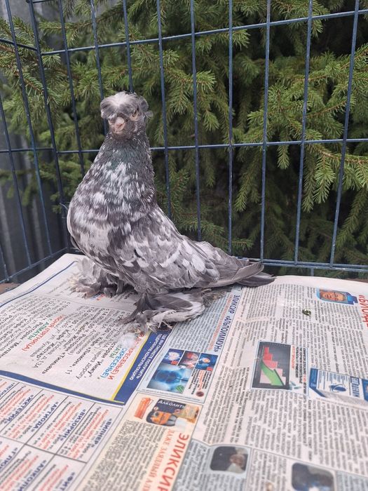 Продам голубя чилкаря