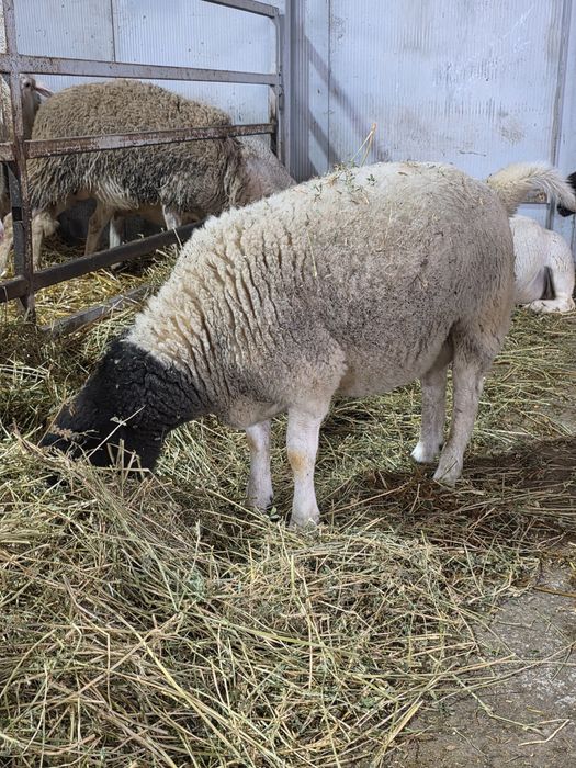 Se vinde berbec dorper