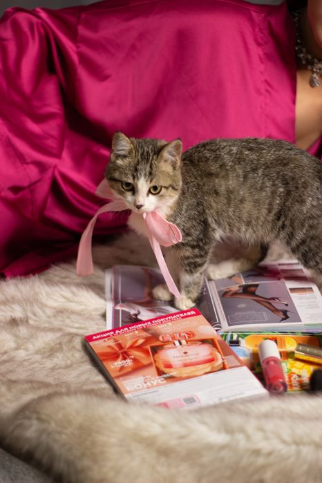 Котенок девочка в хорошие руки